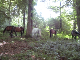 Randonnee equestre vers le Mont St Michel